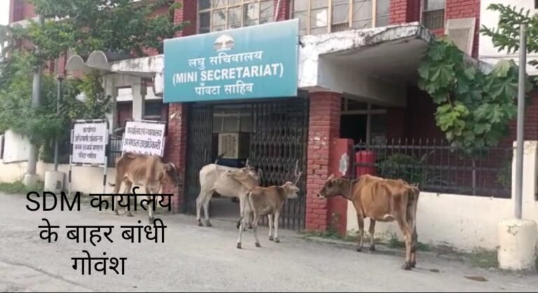 SDM ऑफिस के गेट पर बांध दी गोवंश…