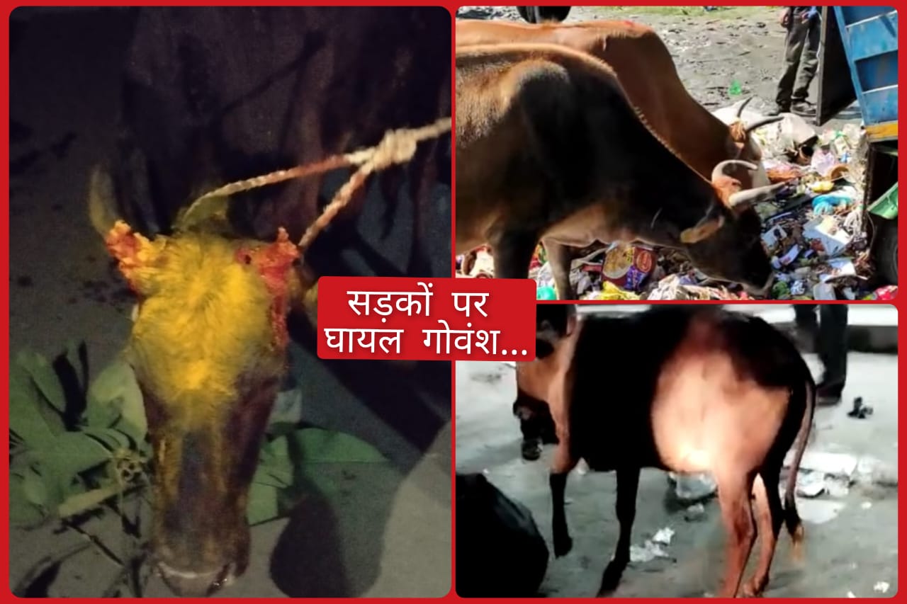 श्री रेणुका जी में गोवंश घायल अवस्था में सड़कों पर…24 घंटे में 2 गोवंश जख्मी..