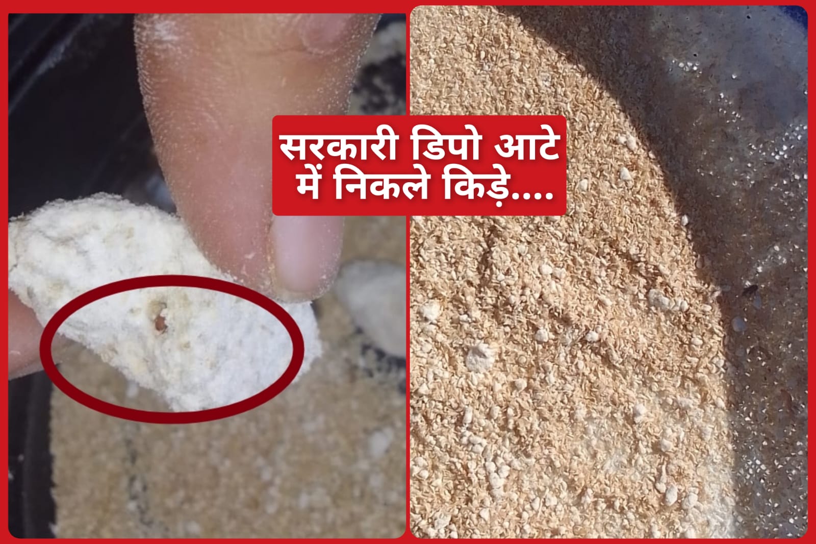 दीपावली पर सरकारी डिपो से मिलने वाला आटा निकला खराब, आटे में मिले कीड़े…