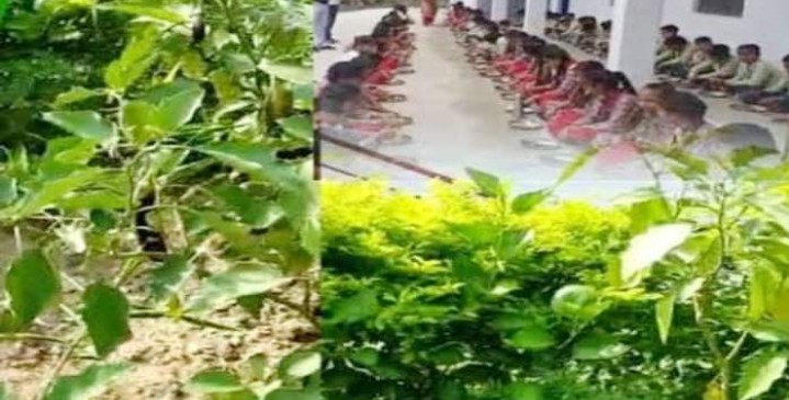 एनएसएस विद्यार्थियों ने कड़ी मेहनत कर बंजर जमीन में उगाया सोना…