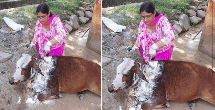 पशुपालन विभाग ने लम्पी रोग ग्रस्त बछड़ी को दिया नया जीवन…