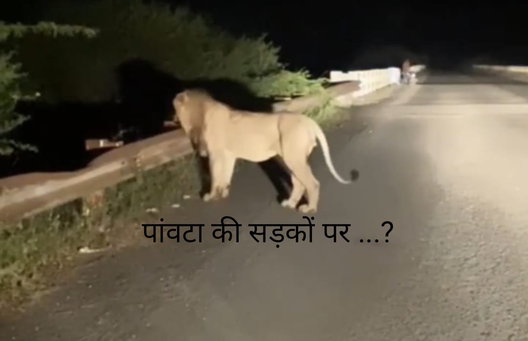 पांवटा साहिब की सड़कों पर घूमते शेर (Lion) का क्या है सच…पढ़िए पूरा मामला….WATCH VIDEO