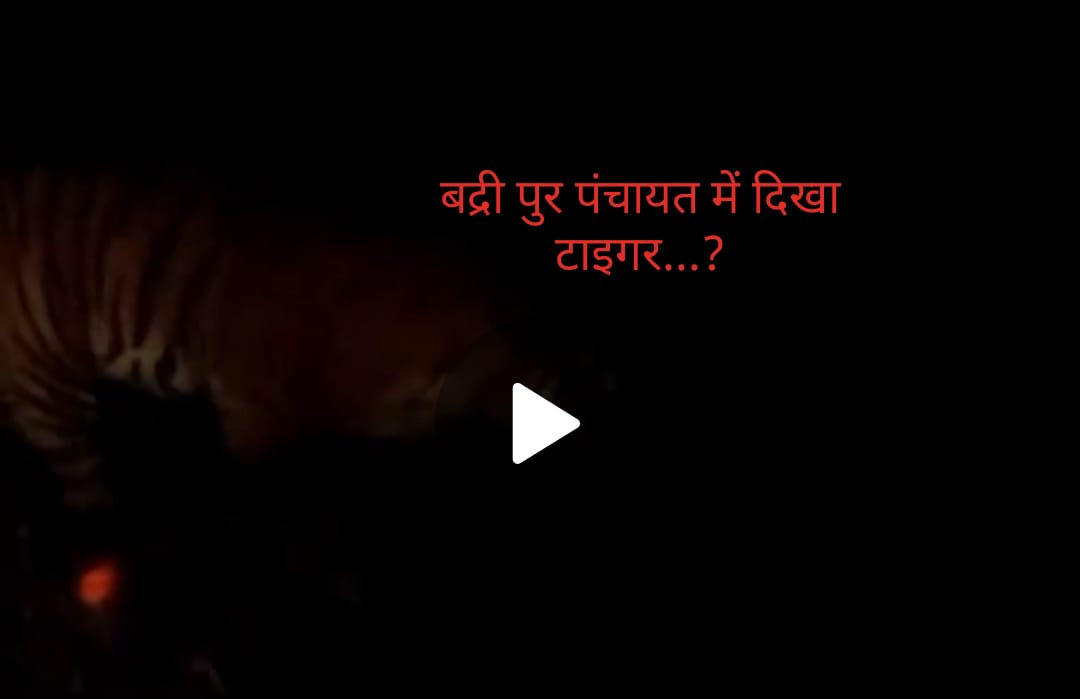 पांवटा साहिब की बद्रीपुर पंचायत में दिखा टाइगर…लोगों में दहशत…WATCH VIDEO