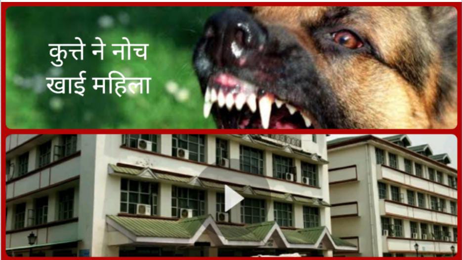 पांवटा साहिब में कुत्ते ने नोच खाई महिला हालत गंभीर…