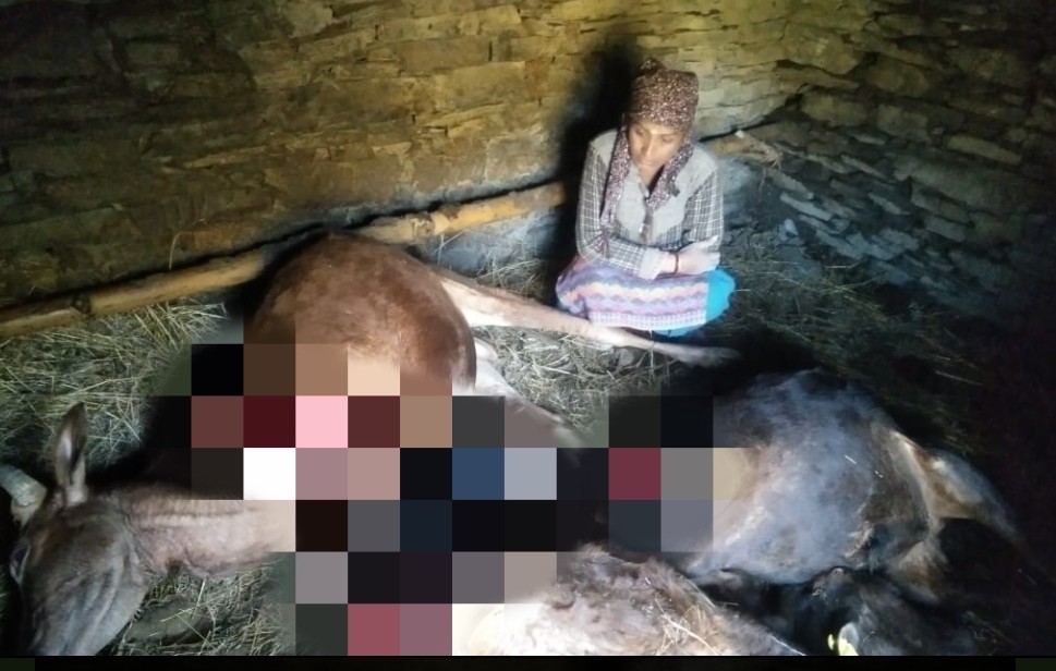 रेणुका में तेंदुए 2 बैल व 1 गाय को बनाया अपना शिकार…