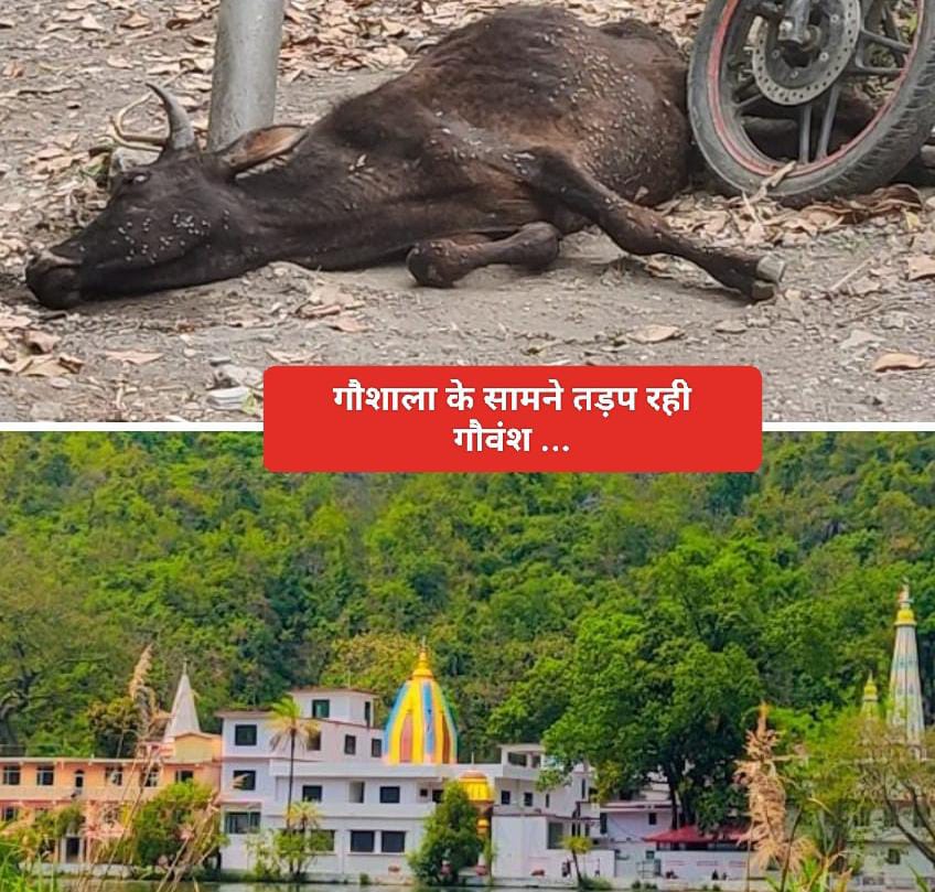 गौशाला के सामने तड़प रही गौवंश…