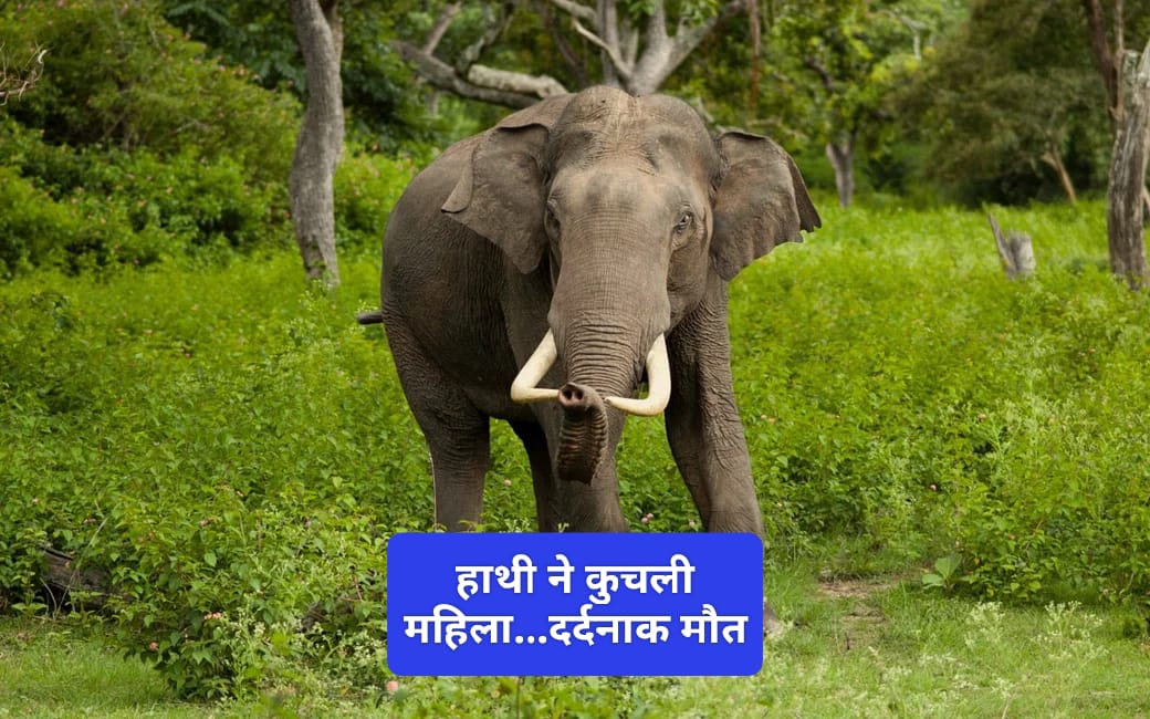 हाथी ने कुचल कर मार डाली महिला… यहां लगातार बढ़ रहा हाथियों का आतंक…