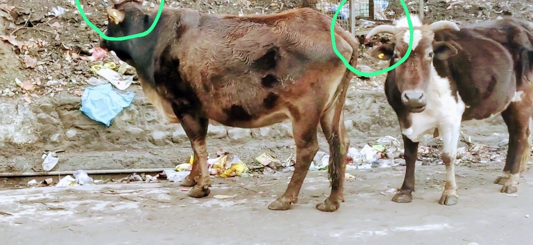 धार्मिक नगरी श्री रेणुका जी में सड़कों पर घूम रहे टैग लगे बेसहारा गौवंश ….