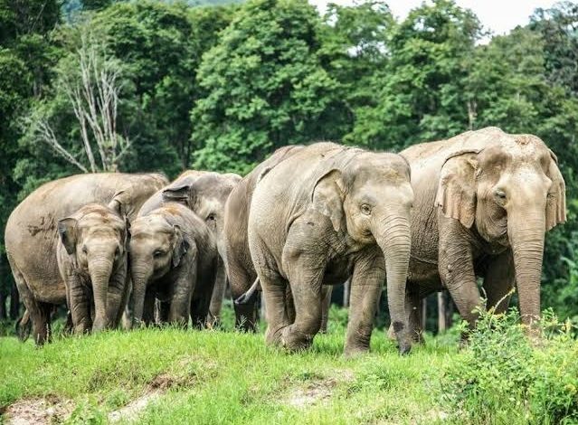 हाथियों के झुंड को खदेड़ा जाएगा वापिस उत्तराखंड…वन मंडल अधिकारी नाहन…