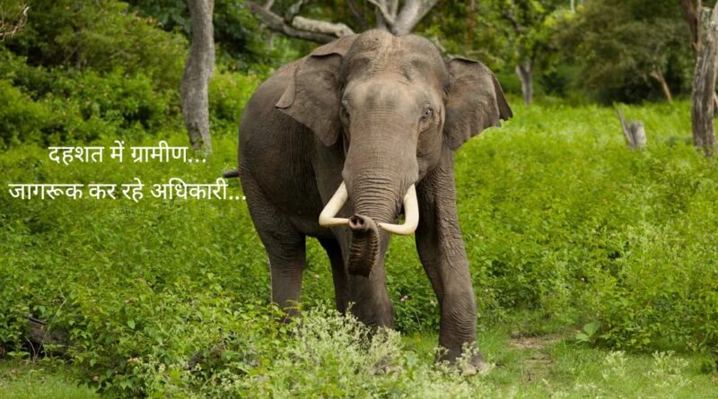 दहशत में जी रहे ग्रामीण…रात भर चिंघाड़ता रहा हाथी…