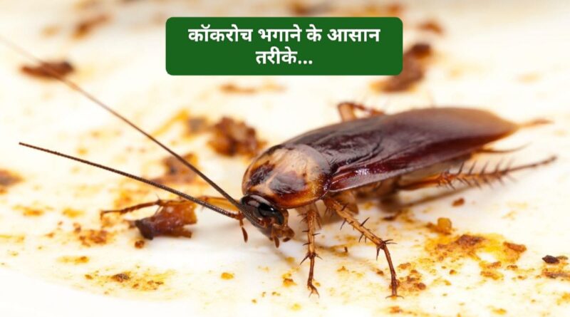 अगर घर में है कॉकरोच हैं तो अपनाएं यह तरकीब…मिलेगी 100% निजात