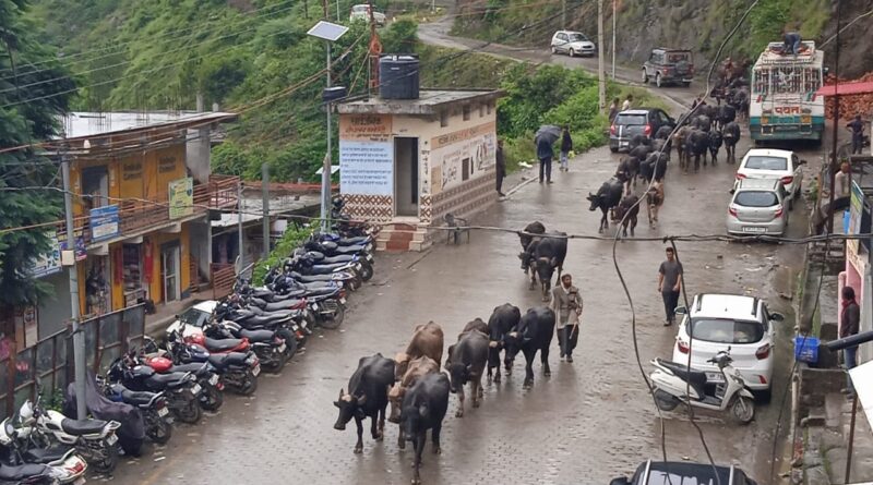 चूड़धार व अन्य पहाड़ी जंगलों में फिर वापसी की और घुमंतू गुज्जर…