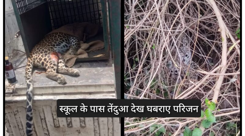 रेणुकाजी School के पास बैठा था तेंदुआ… घबराए परिजनों ने स्कूली बच्चों की करवाई छुट्टी…Rescue