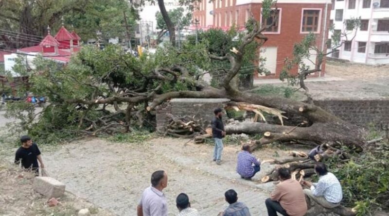कालीस्थान में गिरा तकरीबन 100 वर्ष पुराना पेड़…टला बड़ा हादसा…