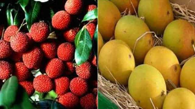 धौलाकुआं और माइला में 5 लाख 92 हजार रुपए में नीलाम हुए बागीचे….