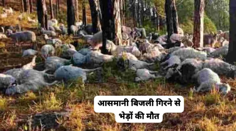 आसमानी बिजली गिरने से पालक गंभीर रूप से घायल…60 से अधिक भेड़ों की मौत…