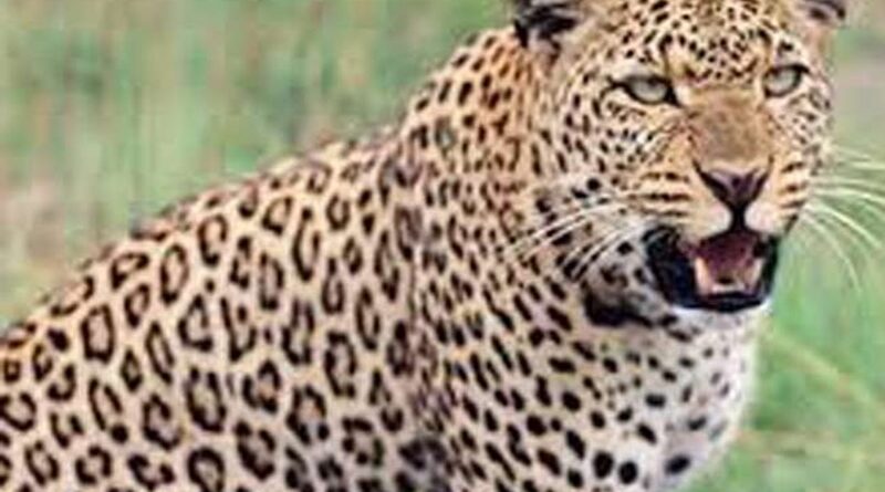 तेंदुए ने बोला गौशाला पर हमला, ग्रामीणों में फैली दहशत…