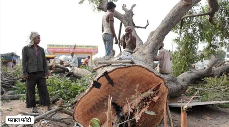 पंचायत प्रधान पर लगे पेड़ काट कर बेचने के आरोप…मामला दर्ज