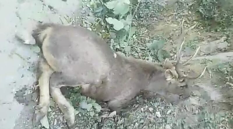 श्री रेणुकाजी वन्य प्राणी क्षेत्र मे पहाड़ी से गिरकर घायल हुआ बारहसिंगा 