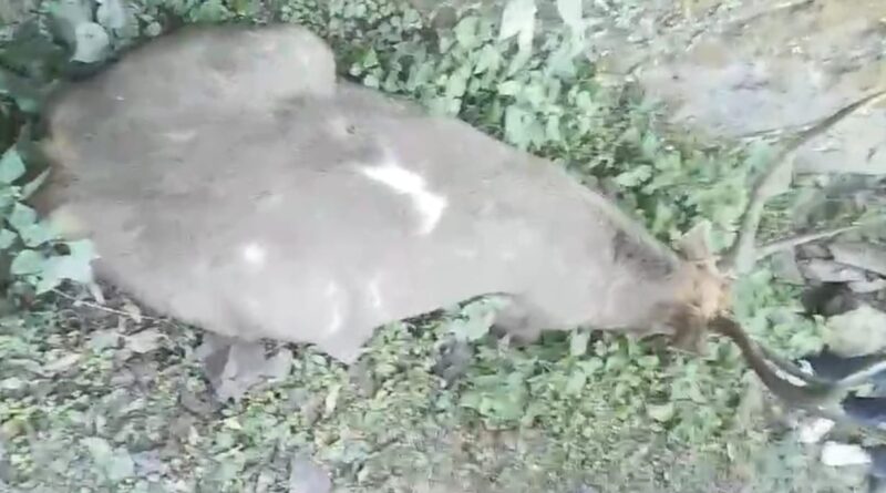 रेणुकाजी Wildlife Sanctuary मे पहाड़ी से गिरे Raindeer ने दम तोड़ा