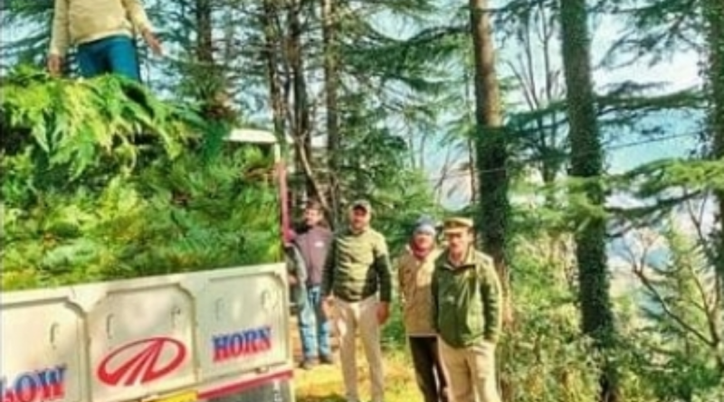 फर्न से भरे दो वाहन से वसूला 1.40 लाख…डीएफओ उर्वशी ठाकुर 