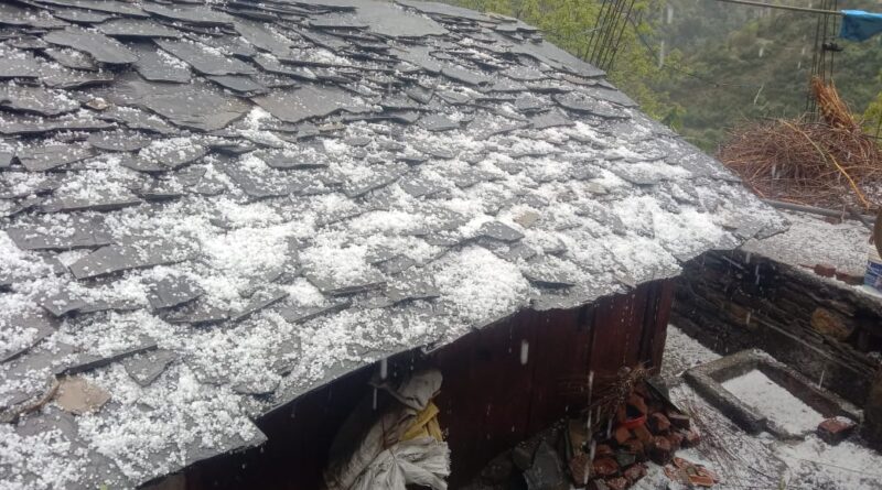 हरिपुरधार-नौहराधार में बारिश व ओलावृष्टि से फलदार पौधों को भारी नुकसान…