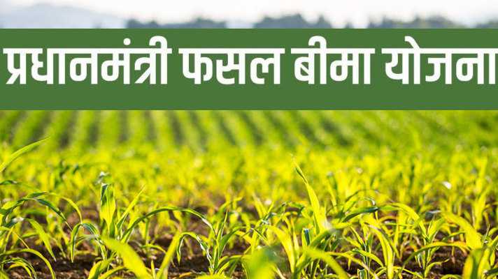 15 जुलाई तक होगा फसल बीमा योजना के अंतर्गत मक्की व धान की फसलों का बीमा 