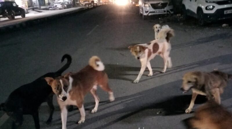 पांवटा साहिब….आवारा कुत्तों की बढ़ती तादाद…सड़क दुर्घटनाओं में इजाफा…. WATCH VIDEO 