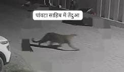 पांवटा साहिब में तेंदुए की दस्तक,पढ़िए क्यों कर रहे तेंदुए शहरों का रूख…. 