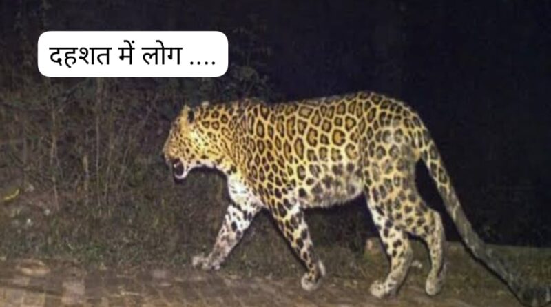 पांवटा साहिब में घात लगा कर हमले कर रहा तेंदुआ…दो पशू मार गिराए…लोग रहें सतर्क 