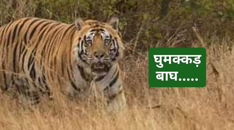 चार राज्यों की सीमाएं पार करने वाला टाइगर…हिमाचल से कश्मीर…!