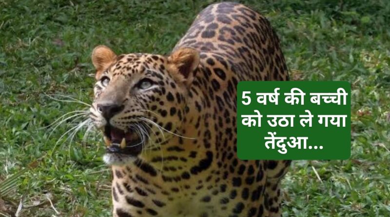 5 वर्षीय बच्ची को उठा ले गया तेंदुआ…फिर पिता ने उठाया साहसिक कदम…