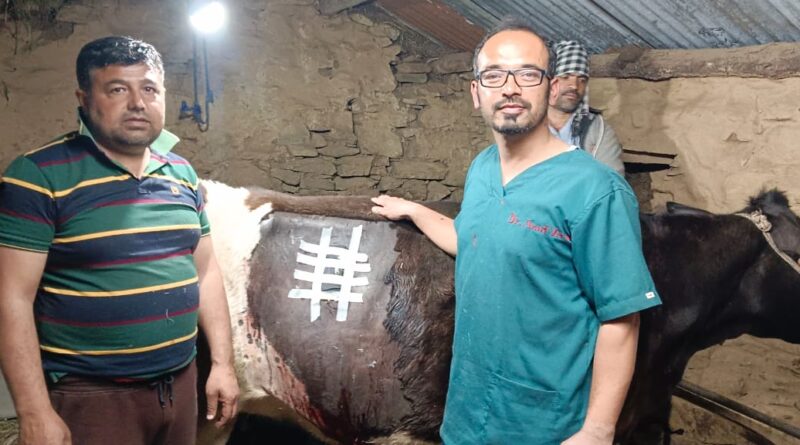 लगातार 6 घंटे चले आंत के आपरेशन से बचाई गाय व बछड़े की जान