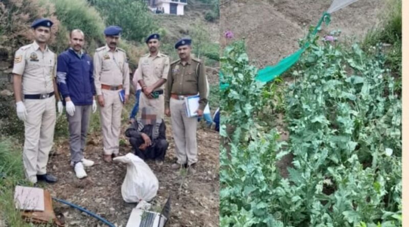 Police ने किए 560 अफीम के पौधे बरामद…नशे को ना कहें और जीवन को हाँ…