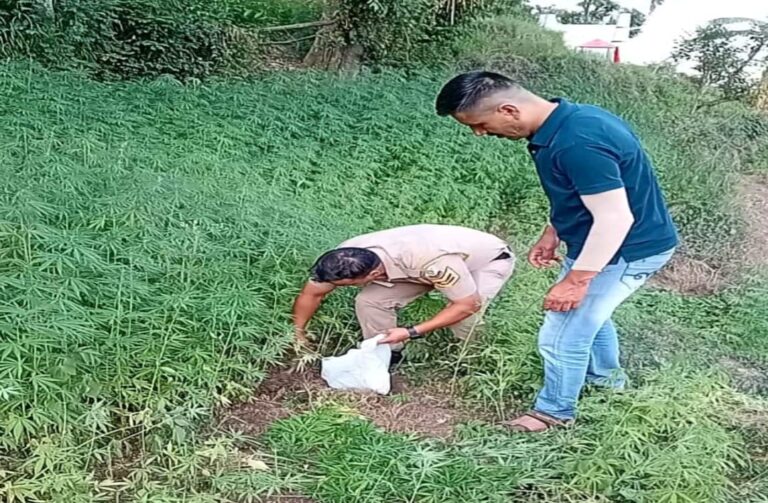 यहां की जा रही थी भांग की खेती.. पुलिस ने किया गिरफ्तार….