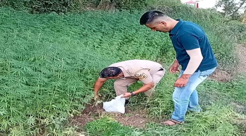 यहां की जा रही थी भांग की खेती.. पुलिस ने किया गिरफ्तार….